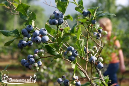 Îngrijire grădină afine - o recoltă bogată din fiecare plantă (grădină) Îngrijire grădină afine - o recoltă bogată din fiecare plantă