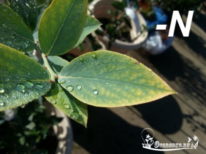 Îngrijire grădină afine - o recoltă bogată din fiecare plantă (afine) Îngrijire grădină afine - o recoltă bogată din fiecare plantă