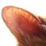 Grija pentru o pisica dupa sterilizare la consiliere acasă veterinar nu este foto și video, sau un forum (după) Grija pentru o pisică, după sterilizare, la sfatul medicului veterinar de origine nu este foto și video sau pe forum,