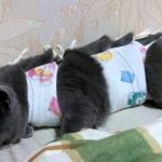 Grija pentru o pisica dupa sterilizare la consiliere acasă veterinar nu este foto și video, sau un forum (după) Grija pentru o pisică, după sterilizare, la sfatul medicului veterinar de origine nu este foto și video sau pe forum,