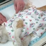 Grija pentru o pisica dupa sterilizare la consiliere acasă veterinar nu este foto și video sau forum (acasă) Grija pentru o pisică, după sterilizare, la sfatul medicului veterinar de origine nu este foto și video sau pe forum,