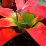 Descoperiți floare exotică, un simbol al familiei bunăstării, Guzman și grija pentru el la domiciliu (plante de interior de îngrijire Guzman) Descoperiți floare exotică, un simbol al familiei bunăstării, Guzman și de îngrijire la domiciliu