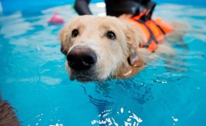 În Chelyabinsk, a deschis primul bazin de înot pentru câini (câini) În Chelyabinsk, a deschis prima piscina pentru câini