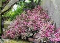 specii și varietăți Weigel cu fotografii, locație, de îngrijire, tăiere, propagare (specii) specii și varietăți Weigel cu fotografii, localizare, îngrijire, tăiere, propagare