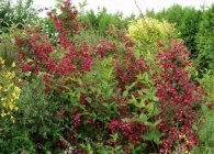 specii și varietăți Weigel cu fotografii, locație, de îngrijire, tăiere, propagare (weigela) specii și varietăți Weigel cu fotografii, localizare, îngrijire, tăiere, propagare