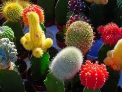 Cactusii (cactus) cactuși
