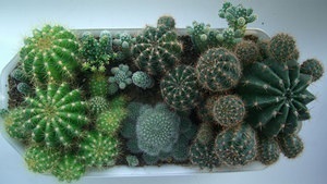 Cactuși și numele habitatelor naturale și caracteristici, de îngrijire la domiciliu pentru (tipuri de) Cactuși și numele habitatelor naturale și caracteristici, de îngrijire la domiciliu pentru