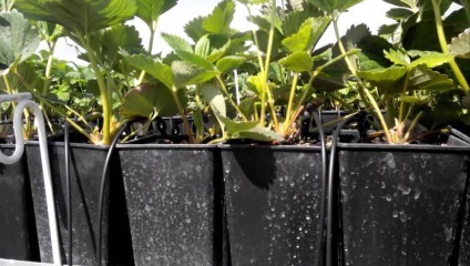 cultivarea căpșuni în conformitate cu principiile și caracteristicile tehnologice olandeze, în special de plantare, reguli (tehnologie) cultivarea căpșuni în conformitate cu principiile tehnologice olandeze și caracteristici, caracteristici regulile de aterizare