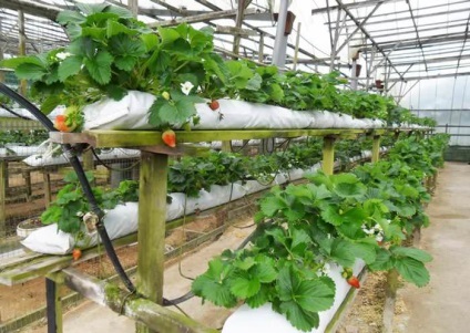 cultivarea căpșuni în conformitate cu principiile și caracteristicile tehnologice olandeze, în special de plantare, reguli (capsuni) cultivarea căpșuni în conformitate cu principiile tehnologice olandeze și caracteristici, caracteristici regulile de aterizare