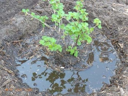 Cultivarea coacăze roșii (hrănire coacaze) Cultivarea coacăze
