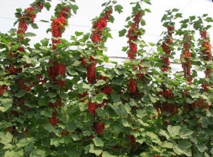 Cultivarea coacăze roșii (cultivarea coacaze) Cultivarea coacăze