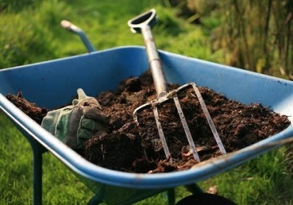 Cultivarea coacăze roșii (îngrijire coacăze) Cultivarea coacăze