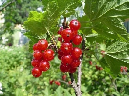 Cultivarea coacăze roșii (recolta coacaze) Cultivarea coacăze