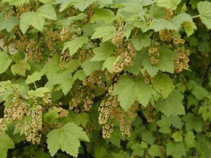 Cultivarea coacăze (în creștere) Cultivarea coacăze