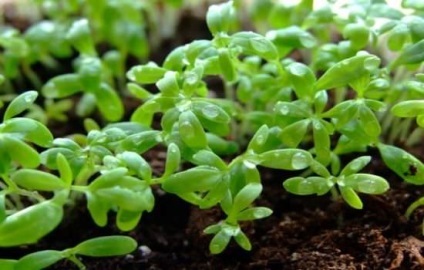 Condițiile de creștere tehnologie creson, caracteristicile solului, mașini agricole, plantare, udare, îngrijire (sol) Condițiile de creștere tehnologie creson, caracteristicile solului, mașini agricole, plantare, udare, ingrijire