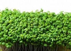 Condițiile de creștere tehnologie creson, caracteristicile solului, mașini agricole, plantare, udare, îngrijire (sol) Condițiile de creștere tehnologie creson, caracteristicile solului, mașini agricole, plantare, udare, ingrijire