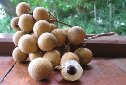 Longan în creștere în casa oaselor (acasă) Longan în creștere în casa osului
