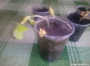 Cultivarea momordika (în creștere momordika) Cultivarea momordika
