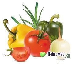Cultivarea legumelor - o afacere profitabilă (punerea în aplicare a acestei idei) Cultivarea legumelor - o afacere profitabilă