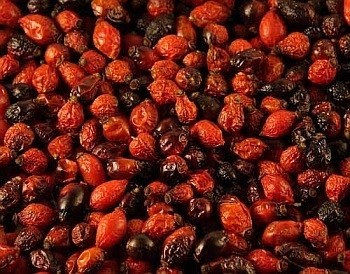 Cultivarea măceș ca o afacere (măceșe) Cultivarea măceș ca o afacere
