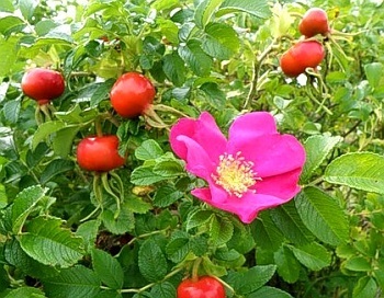 Cultivarea măceș ca o afacere (business) Cultivarea măceș ca o afacere