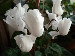 Cultivarea Cyclamen în casă (condiții) Cultivarea Cyclamen în casă