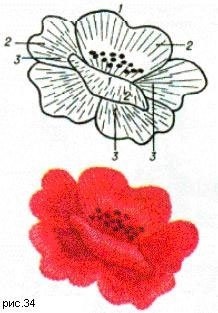 Broderie frunze și flori scheme pentru incepatori (culori) Broderie frunze și flori scheme pentru incepatori