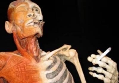 Efectul fumatului asupra corpului uman 1 (Human) Efectul fumatului asupra organismului uman 1