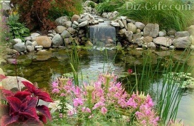 Plantele acvatice pentru bazinele de apă dulce și lacuri de acumulare din țară - cum să apucare (apă) Plantele acvatice pentru bazinele de apă dulce și lacuri de acumulare din țară - cum să ridice