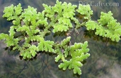 Plantele acvatice pentru bazinele de apă dulce și lacuri de acumulare din țară - cum să ridica (plante) Plantele acvatice pentru bazinele de apă dulce și lacuri de acumulare din țară - cum să ridice