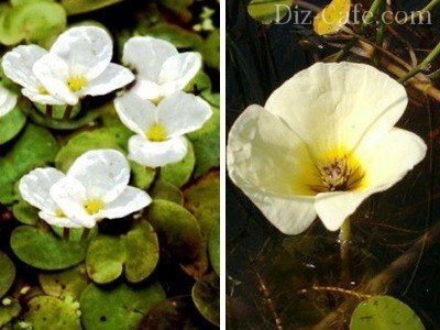 Plantele acvatice pentru bazinele de apă dulce și lacuri de acumulare din țară - cum să ridica (plante) Plantele acvatice pentru bazinele de apă dulce și lacuri de acumulare din țară - cum să ridice