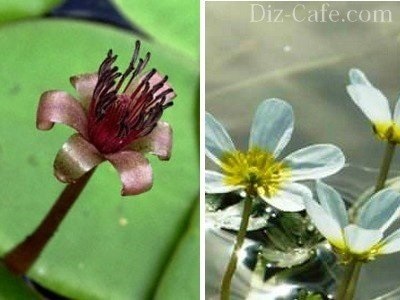 Plantele acvatice pentru bazinele de apă dulce și lacuri de acumulare din țară - cum să pick-up (de înregistrare iaz de apă dulce, cu plante de apă din iaz) Plantele acvatice pentru bazinele de apă dulce și lacuri de acumulare din țară - cum să ridice