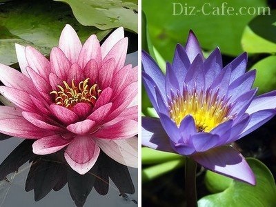 Plantele acvatice pentru bazinele de apă dulce și lacuri de acumulare din țară - cum pentru a ridica (iaz) Plantele acvatice pentru bazinele de apă dulce și lacuri de acumulare din țară - cum să ridice