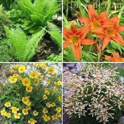 Plantele acvatice pentru bazinele de apă dulce și lacuri de acumulare din țară - cum să ridica (plante) Plantele acvatice pentru bazinele de apă dulce și lacuri de acumulare din țară - cum să ridice