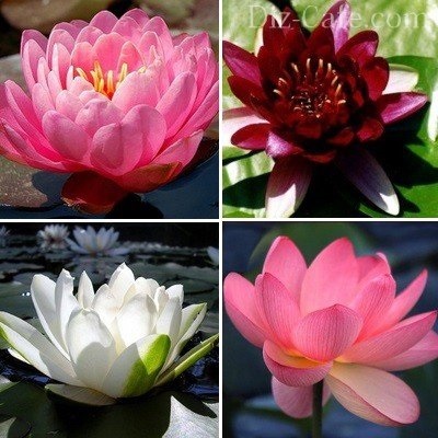 Plantele acvatice pentru bazinele de apă dulce și lacuri de acumulare din țară - cum să ridica (plante) Plantele acvatice pentru bazinele de apă dulce și lacuri de acumulare din țară - cum să ridice