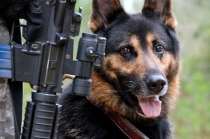 câine militar - militari (mii) câine militar - bărbații de război