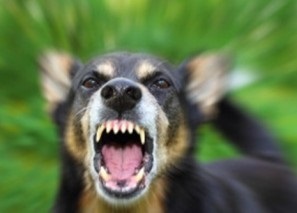 În vis, am fost atacat de un câine (câine) În vis, el a fost atacat de un câine