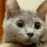 pisici Educație, pisica la domiciliu (educație) pisici Educație, pisica la domiciliu