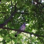 porumbel din lemn (50 poze) Cel mai mare porumbel de pădure, arată ca un sălbatic imens, cât de mult în greutate, similar cu (lemn porumbel) porumbel din lemn (50 poze) Cel mai mare porumbel de pădure, arată ca un sălbatic imens, cât de mult în greutate, similar cu