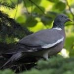 porumbel din lemn (50 poze) Cel mai mare porumbel de pădure, arată ca un sălbatic imens, cât de mult în greutate, similar cu (pădure) porumbel din lemn (50 poze) Cel mai mare porumbel de pădure, arată ca un sălbatic imens, cât de mult în greutate, similar cu