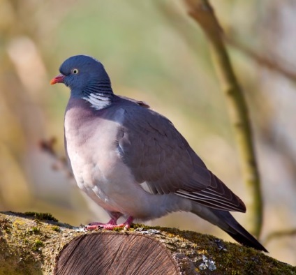 porumbel din lemn (50 poze) Cel mai mare porumbel de pădure, arată ca un sălbatic imens, cât de mult în greutate, similar cu (porumbelul) porumbel din lemn (50 poze) Cel mai mare porumbel de pădure, arată ca un sălbatic imens, cât de mult în greutate, similar cu