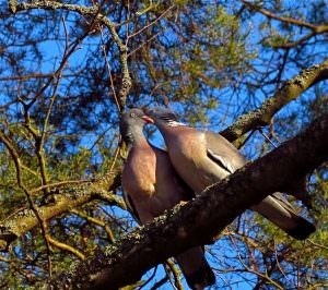 porumbel din lemn (50 poze) Cel mai mare porumbel de pădure, arată ca un sălbatic imens, cât de mult în greutate, similar cu (lemn porumbel) porumbel din lemn (50 poze) Cel mai mare porumbel de pădure, arată ca un sălbatic imens, cât de mult în greutate, similar cu