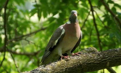 porumbel din lemn (50 poze) Cel mai mare porumbel de pădure, arată ca un sălbatic imens, cât de mult în greutate, similar cu (lemn porumbel) porumbel din lemn (50 poze) Cel mai mare porumbel de pădure, arată ca un sălbatic imens, cât de mult în greutate, similar cu