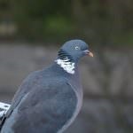 porumbel din lemn (50 poze) Cel mai mare porumbel de pădure, arată ca un sălbatic imens, cât de mult în greutate, similar cu (porumbelul) porumbel din lemn (50 poze) Cel mai mare porumbel de pădure, arată ca un sălbatic imens, cât de mult în greutate, similar cu