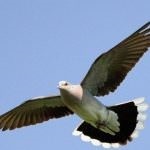 porumbel din lemn (50 poze) Cel mai mare porumbel de pădure, arată ca un sălbatic imens, cât de mult în greutate, similar cu (lemn porumbel) porumbel din lemn (50 poze) Cel mai mare porumbel de pădure, arată ca un sălbatic imens, cât de mult în greutate, similar cu