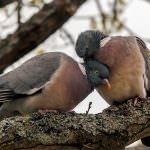 porumbel din lemn (50 poze) Cel mai mare porumbel de pădure, arată ca un sălbatic imens, cât de mult în greutate, similar cu (lemn porumbel) porumbel din lemn (50 poze) Cel mai mare porumbel de pădure, arată ca un sălbatic imens, cât de mult în greutate, similar cu