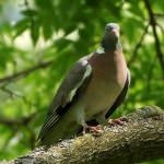 porumbel din lemn (50 poze) Cel mai mare porumbel de pădure, arată ca un sălbatic imens, cât de mult în greutate, similar cu (lemn porumbel) porumbel din lemn (50 poze) Cel mai mare porumbel de pădure, arată ca un sălbatic imens, cât de mult în greutate, similar cu
