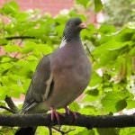 porumbel din lemn (50 poze) Cel mai mare porumbel de pădure, arată ca un sălbatic imens, cât de mult în greutate, similar cu (lemn porumbel) porumbel din lemn (50 poze) Cel mai mare porumbel de pădure, arată ca un sălbatic imens, cât de mult în greutate, similar cu