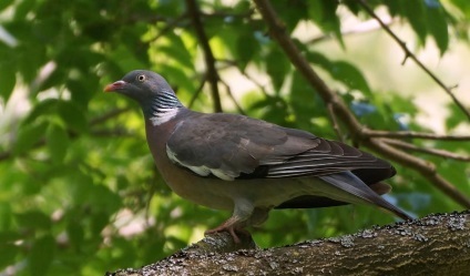 porumbel din lemn (50 poze) Cel mai mare porumbel de pădure, arată ca un sălbatic imens, cât de mult în greutate, similar cu (foto) porumbel din lemn (50 poze) Cel mai mare porumbel de pădure, arată ca un sălbatic imens, cât de mult în greutate, similar cu