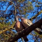 porumbel din lemn (50 poze) Cel mai mare porumbel de pădure, arată ca un sălbatic imens, cât de mult în greutate, ca un (foarte) porumbel din lemn (50 poze) Cel mai mare porumbel de pădure, arată ca un sălbatic imens, cât de mult în greutate, similar cu